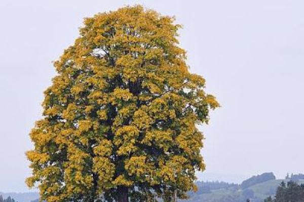 梦见在树上是什么意思