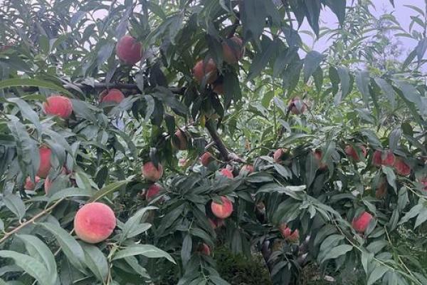 梦见满树桃子