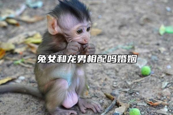 牛与兔相配婚姻如何(97男牛99女兔婚姻结局) 牛与兔相配婚姻如何(97男牛99女兔婚姻结局)