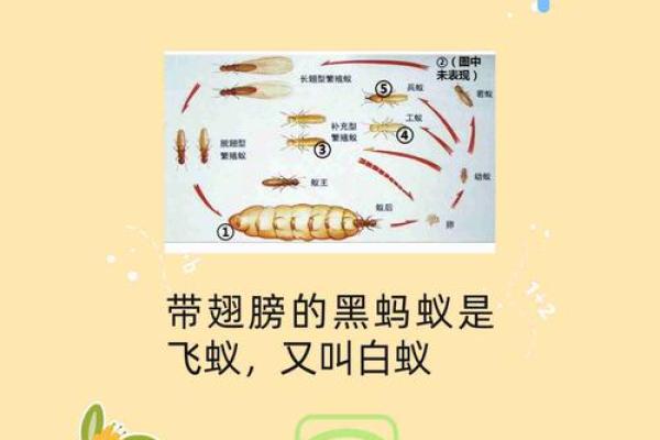 梦见身上有蚂蚁 梦见身上有蚂蚁
