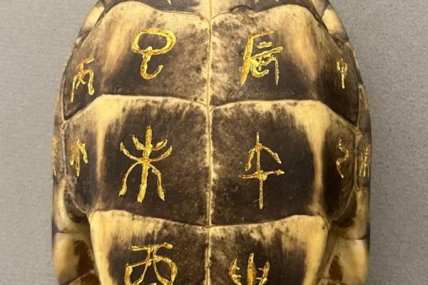 占卜六爻龟壳(六爻 龟壳)