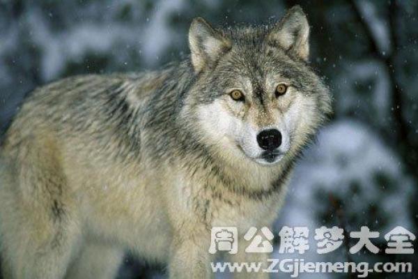女人梦见男鬼预示着什么 女人梦见男鬼预示着什么