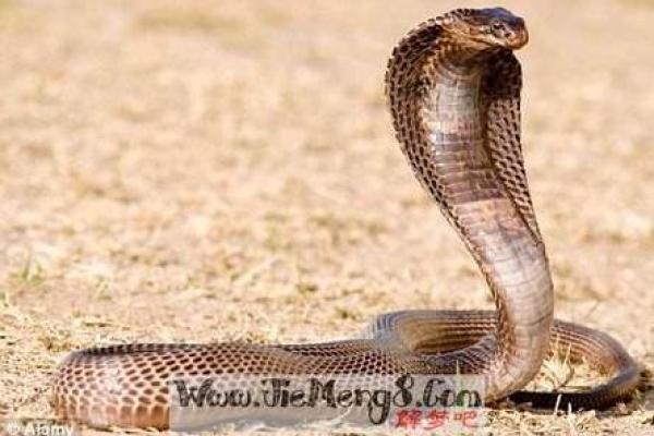 梦到买蛇回家代表什么 梦到买蛇回家代表什么