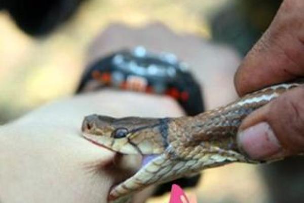 梦见屁股被蛇咬了是什么征兆 梦见屁股被蛇咬了是什么征兆