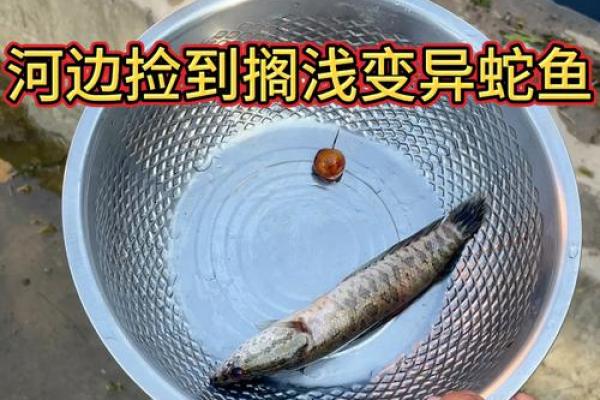 梦见蛇鱼是什么预兆 女性 梦见蛇鱼是什么预兆 女性
