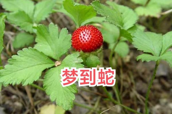 梦到很多蛇是什么意思啊