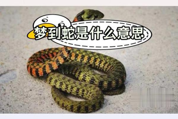 梦见被自己养的蛇咬了是什么征兆 梦见被自己养的蛇咬了是什么征兆