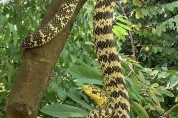 梦到菜花蛇预示着什么