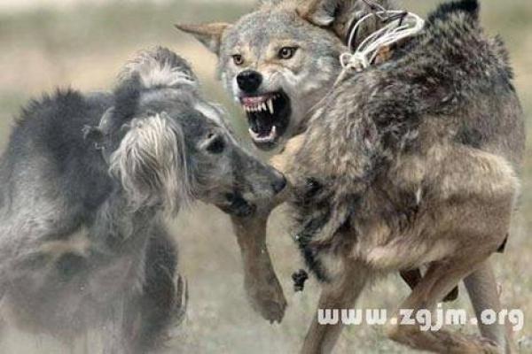 梦见被狼追咬是什么意思