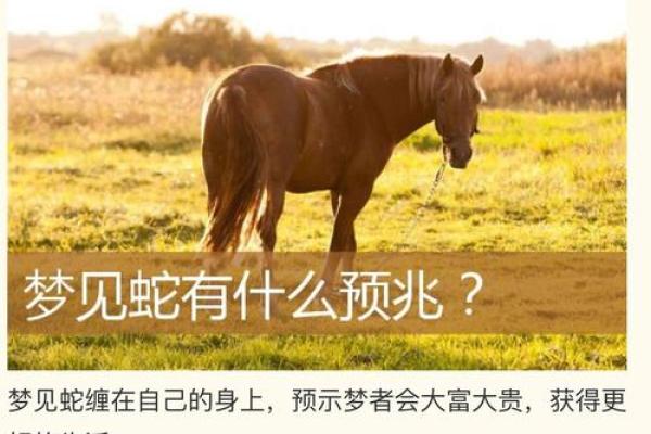 梦见蛇是什么预兆吗