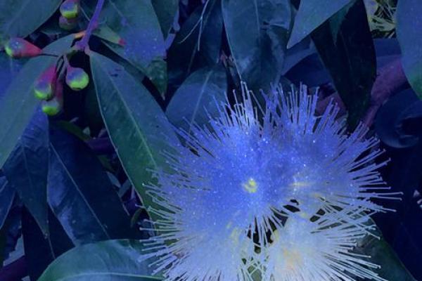 寻花问柳打一最佳生肖 寻花问柳最佳生肖答案 寻花问柳打一最佳生肖 寻花问柳最佳生肖答案