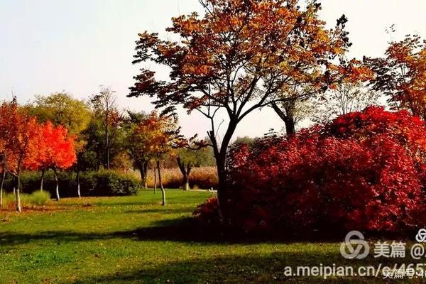 望秋先零打一动物 望秋先零指什么动物