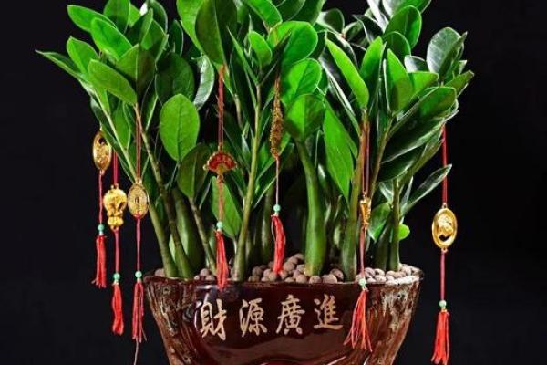 2026年十二生肖流年植物:家中摆放 2026年十二生肖流年植物:家中摆放