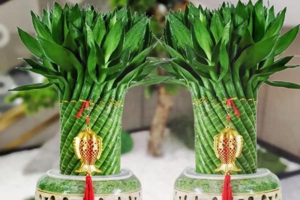 2026年搞钱植物：养这些绿植招财又转运